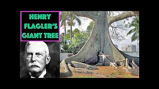 Mystery Tree Of Palm Beach Island OWF#0025