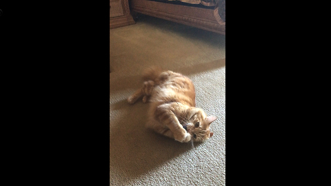 Jack the Cat catches and attacks catnip ball