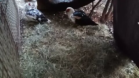 Two Muscovy Drakes, Danny and DM are getting ready for bed 18th June 2021