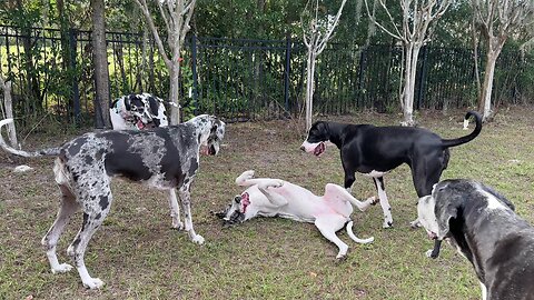 Funny six pack of Great Danes enjoy a romping & rolling good time