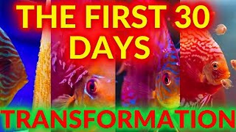Discus Fish - The First 30 Days In Just 4 Minutes Time Lapse @discus_dr | Falcon Aquarium Services