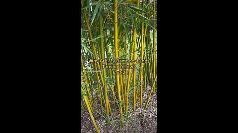 Parr 2 - Why Are My Bamboo Canes Turning Yellow