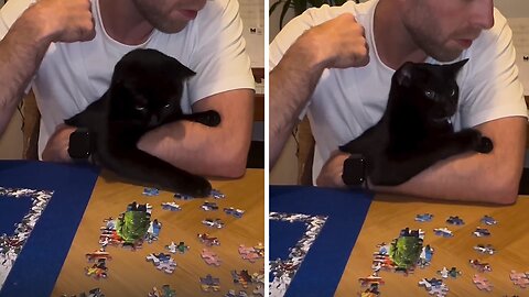 This Cat Loves Doing Puzzles