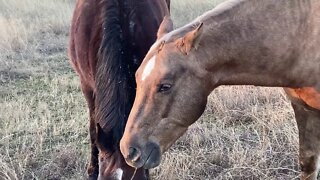 Just A Morning Visit With Horses Eating Their Breakfast