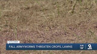 Invasive armyworms damaging Tri-State yards