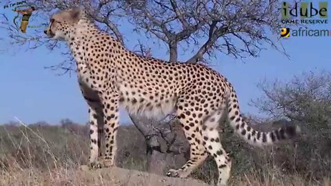 Male Cheetah Poses In Various Spots