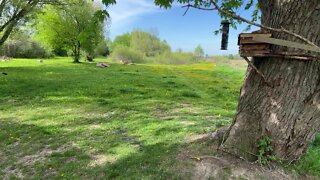 LIVE BIRD FEEDER ACTION, Appin Ontario Sunday May 15 2022