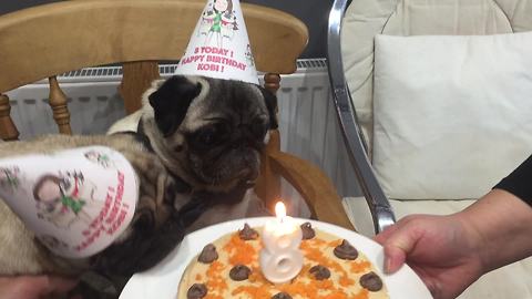 Pugs celebrate birthday with delicious cake