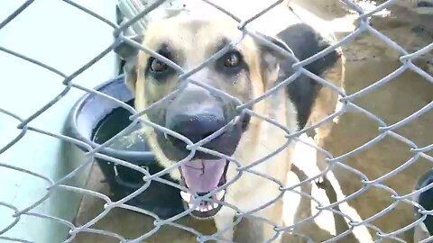 Terrifying Guard Dogs Barking