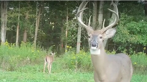 Hunting Bucks by Age, Not Antlers | Land of Whitetail