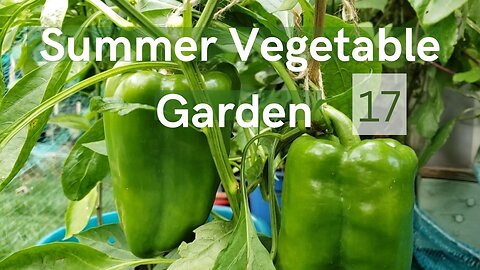 Summer Vegetable Garden #17 #gardening