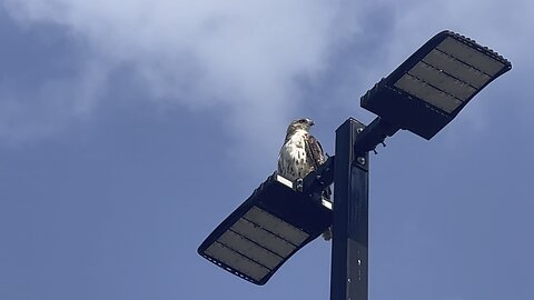 Rough Legged Hawk up high