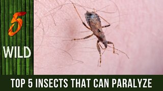 Top 5 Paralyzing Insects That You Should Avoid At All Cost | 5 WILD