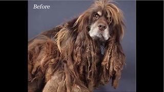 Puppy Mill Survivor Goes Through Incredible Transformation