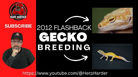2012 Flashback Leopard Gecko Breeding
