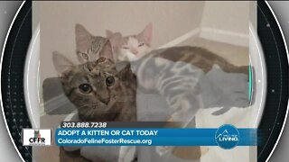 Adopt or Foster Today! // Colorado Feline Foster Rescue