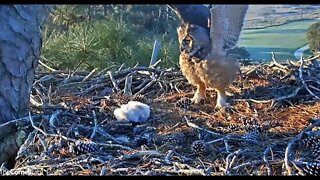 Squirrel Startles Mom-Cam One 🦉 3/4/22 07:37