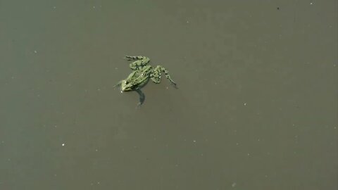 Frog floating in a pond