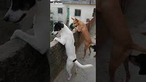 Fuga de animais de estimação | Compilação de vídeos engraçados de animais de estimação
