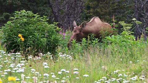 Browsing Moose Munching on Bushes