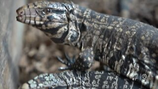 Invasive Argentinian lizard species poses threat to Florida wildlife