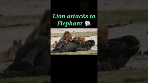 Lion attacks to Elephant 🐘#shorts #shortvideo #youtubeshorts