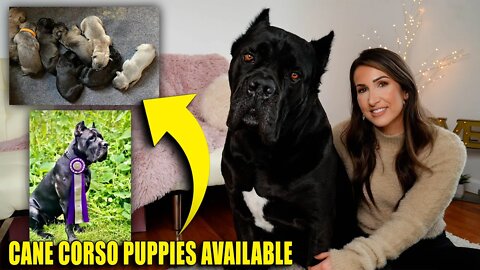 Cane Corso PUPPIES Available! Don't Miss On a Bruce Wayne!