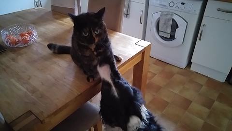 Playful kitty entertains overly-excited dog