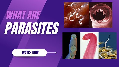 What are Parasites?