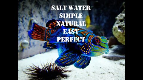 SALT WATER SIMPLE NATURAL EASY PERFECT