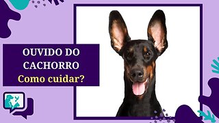 OUVIDO DO CACHORRO - Como cuidar