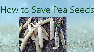 HOW TO SAVE PEAS FOR SEEDS