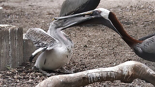 Sick Baby Pelican Has a Problem Standing