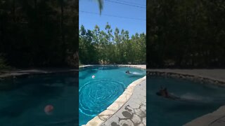 MY GERMAN SHEPHERD PUPPY TAKING A DIP IN THE POOL