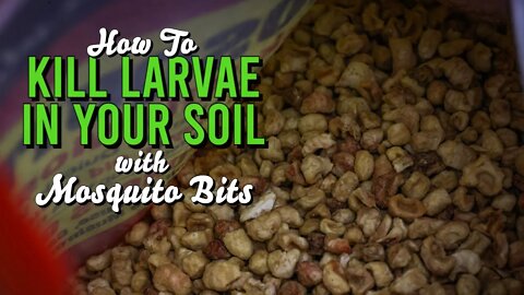 How To Kill Larvae In Your Soil Using Mosquito Bits (BTI)