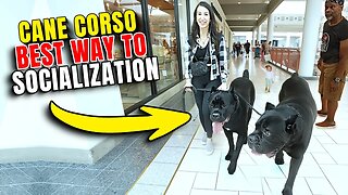 How To Socialize Your Cane Corso #canecorso #dog #dogtraining