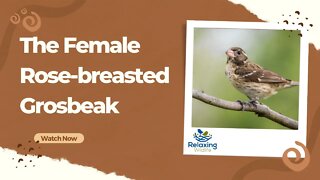 A Female Rose-breasted Grosbeak Comes to the Feeder