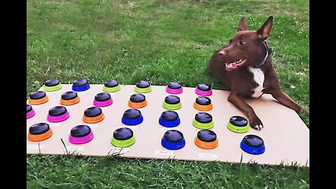 the way we communicate with dog using buttons