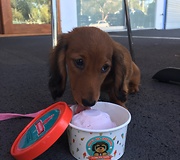 Mini dachshund puppy really enjoys ice cream