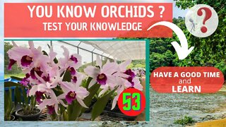 DO YOU KNOW ORCHIDS? WHAT IS THE NAME OF THIS ORCHID? HAVE FUN IDENTIFYING THIS ORCHID