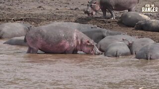 Hippo Pool In The Mara River | Kenyan Safari | Zebra Plains