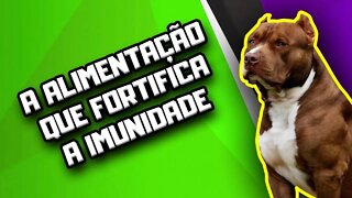 7 alimentos que melhoram a imunidade do Cachorro | Dr. Edgard Gomes | Alimentação natural para Cães