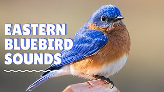 Song of the Eastern Bluebirds