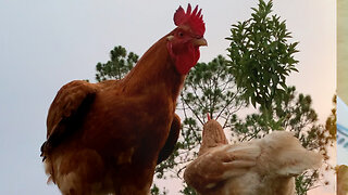 Silkie Roosters