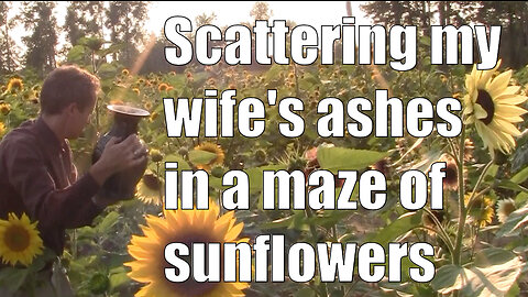 Scattering my wife's ashes in a maze of sunflowers