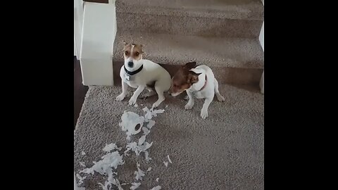 Guilty dogs try to act innocent 😂 (compilation)