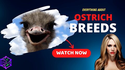 Top 10 Ostriches Breeds