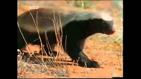 The Original Honeybadger Video w/Narration by Randall! This One Started It All...