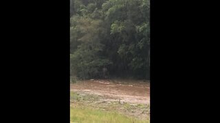 The brumby mares are back where they started. They weren't trapped, they can clearly come and go!