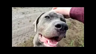 Total Recall FAIL Bruce The Cane Corso 9.5 month old 50 KG 110 Lbs